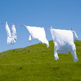 White laundry sun drying on wash line in field